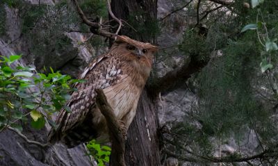 Birds in Western Palearctic