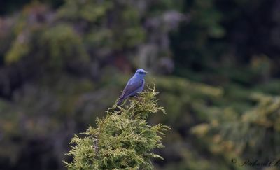 Bltrast - Blue Rock Thrush (Monticola solitarius)
