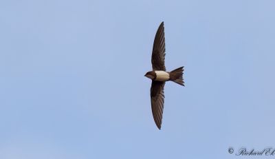 Alpseglare - Alpine swift (Apus melba)