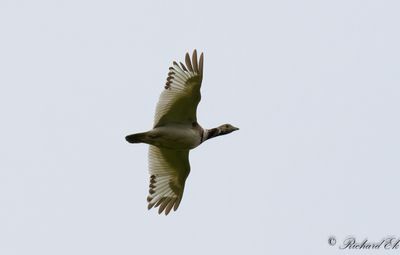 Småtrapp - Little Bustard (Tetrax tetrax)