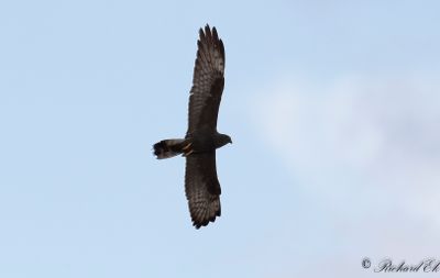 Ängshök - Montagu's Harrier (Circus pygargus)