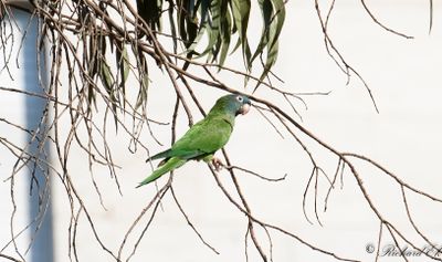 Blkronad parakit - Blue-crowned parakeet (Thectocercus acuticaudatus)
