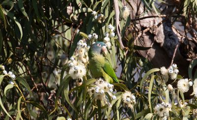 Blkronad parakit - Blue-crowned parakeet (Thectocercus acuticaudatus)