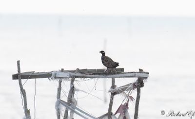 Svart frankolin - Black Francolin (Francolinus francolinus)