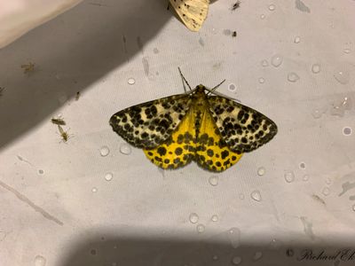 Torvmossemtare - Spotted Beauty (Arichanna melanaria)