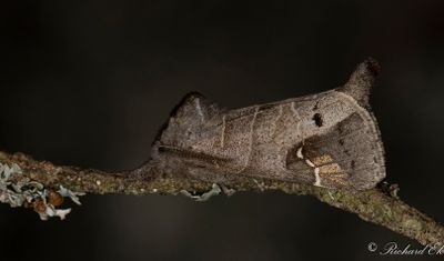 Svartfläckig högstjärt (Clostera anachoreta)