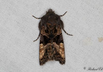Lyktbrare - Small Angle Shades (Euplexia lucipara)