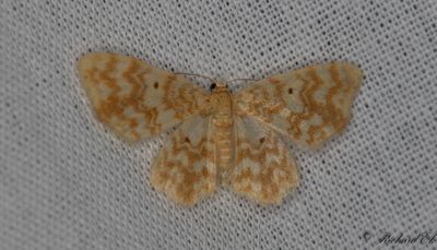 Ockragul lvmtare - Small Yellow Wave (Hydrelia flammeolaria)