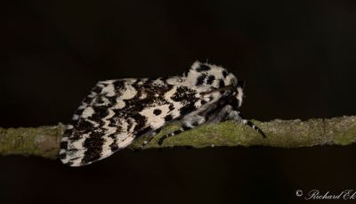 Munkfly (Panthea coenobita)