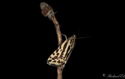 kervindefly - Spotted Sulphur (Acontia trabealis)