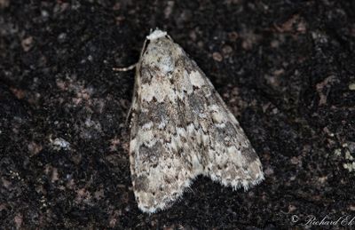 Blekgult lavfly - Marbled Beauty (Bryophila domestica)