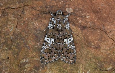 Vitfläckat nejlikfly - White Spot (Hadena albimacula)