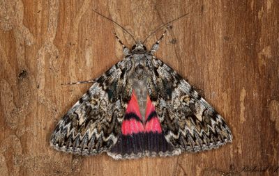 Ekordensfly - Light Crimson Underwing (Catocala promissa)
