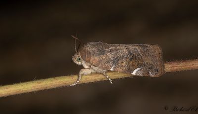 Gulbrunt rovfly - Lesser-spotted Pinion (Cosmia affinis)
