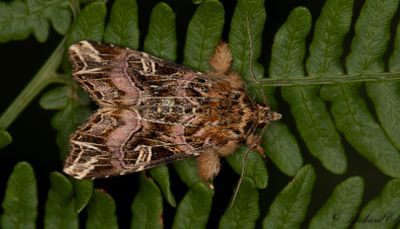 Ormbunksfly - The Latin (Callopistria juventina)