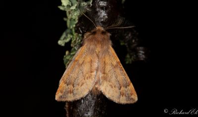 Fjäderbärare - Plumed Prominent (Ptilophora plumigera)
