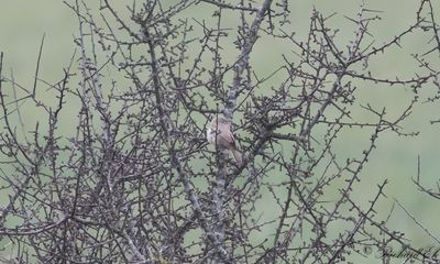 kensngare - Asian Desert Warbler (Sylvia nana)