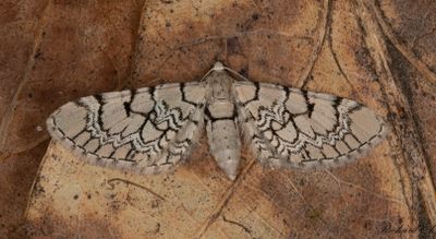 Glimmalmätare - Netted Pug (Eupithecia venosata)