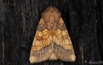 Kardborrfly - Frosted Orange (Gortyna flavago)