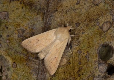 Äggult gräsfly - The Delicate (Mythimna vitellina)