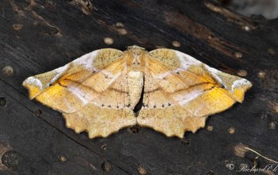 Syrenmätare - Lilac Beauty (Apeira syringaria)