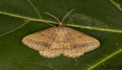 Sandängsmätare (Isturgia arenacearia)