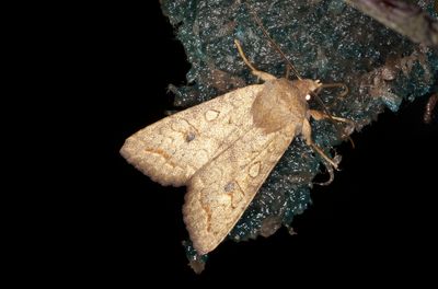 Tvrlinjerat backfly - The Brick (Agrochola circellaris) 