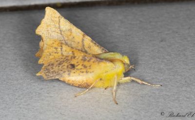 Alflikmtare - Canary-shouldered Thorn (Ennomos alniaria) 