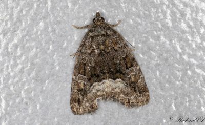 Vitflckat glansfly (Deltote pygarga)