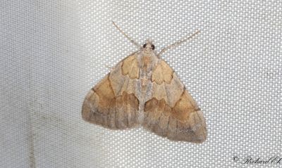 Brunbandad fltmtare - Pine Carpet (Pennithera firmata)