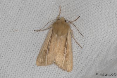 Vitstreckat grsfly (Mythimna litoralis)