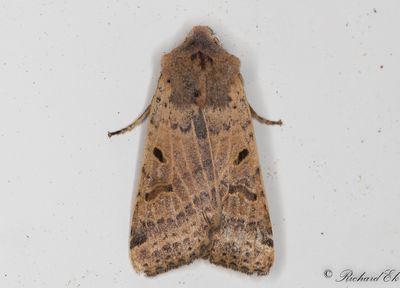 Streckbackfly - Beaded Chestnut (Agrochola lychnidis)