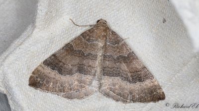 Kattostmtare - The Mallow (Larentia clavaria)