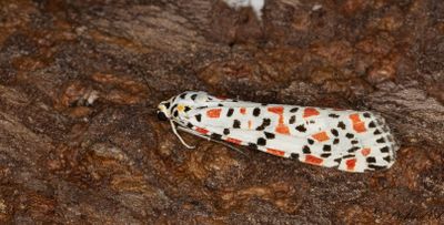 Kattunspinnare - Crimson Speckled (Utetheisa pulchella)