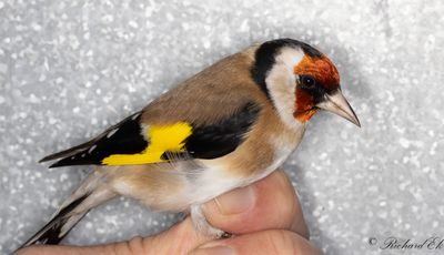 Steglits - Goldfinch (Carduelis carduelis)