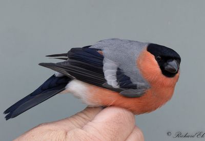 Domherre - Bullfinch (Pyrrhula pyrrhula)