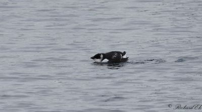 Alkekung - Little Auk (Alle alle)