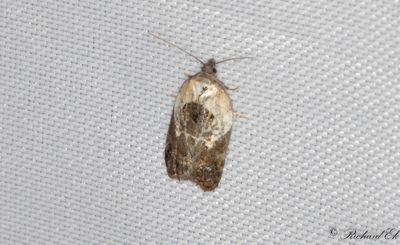 Vitbrokig rosenhstvecklare - Garden Rose Tortrix (Acleris variegana)