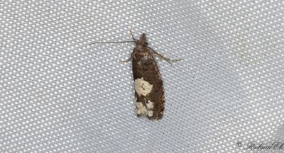 Vitflckig bjrkrullvecklare - Birch Epinotia Moth (Epinotia trigonella)