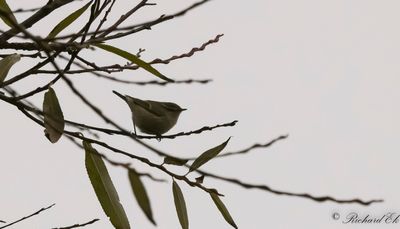 Bergtaigasngare - Hume's Leaf Warbler (Phylloscopus humei)