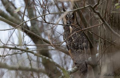 Hornuggla - Long-eared Owl (Asio otus)