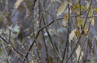Bergtaigasngare - Hume's Leaf Warbler (Phylloscopus humei)