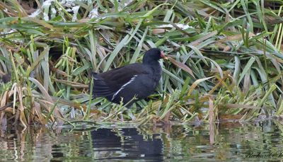 Rörhöna - Common Moorhen (Gallinula chloropus)