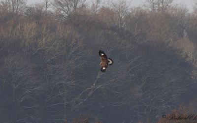 Kungsörn - Golden Eagle (Aquila chrysaetos)