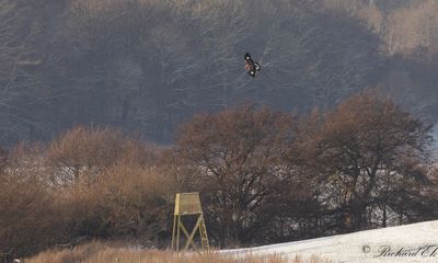 Kungsörn - Golden Eagle (Aquila chrysaetos)