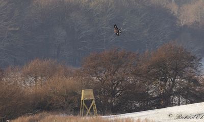 Kungsrn - Golden Eagle (Aquila chrysaetos)