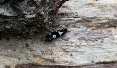 Nunnesvampmal (Triaxomera fulvimitrella)