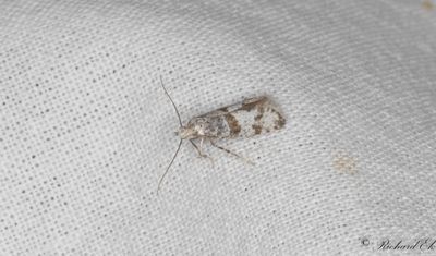 Hagtornspinnmal - Hawthorn Moth (Scythropia crataegella)
