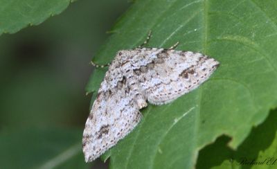 Tvillingflckad fltmtare - Twin-spot Carpet (Mesotype didymata)