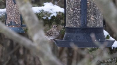 Rosenfink - Common Rosefinch (Carpodacus erythrinus)